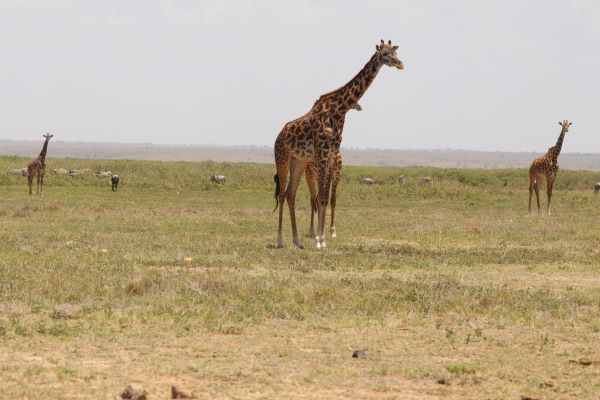 KENYA AND ZANZIBAR SAFARI